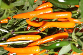Afbeeldingsresultaat voor joe long cayenne hot pepper