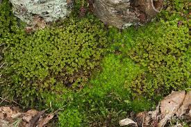 Attēlu rezultāti vaicājumam “Polytrichastrum formosum”