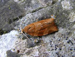 Attēlu rezultāti vaicājumam “Pandemis cinnamomeana”