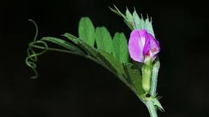 Attēlu rezultāti vaicājumam “Vicia sativa flower”