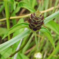 Attēlu rezultāti vaicājumam “Prunella vulgaris leaf”