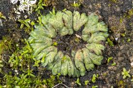 Attēlu rezultāti vaicājumam “Riccia sorocarpa macro”