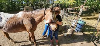 Image result for Porlock Vale Riding School