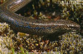 Attēlu rezultāti vaicājumam “Anguis fragilis adult”