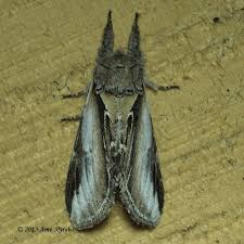 Attēlu rezultāti vaicājumam “Pheosia gnoma male”