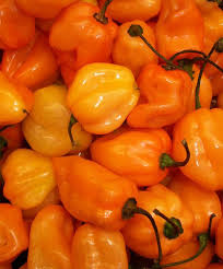 Afbeeldingsresultaat voor orange habanero hot pepper