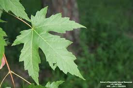 Attēlu rezultāti vaicājumam “Acer saccharinum leaf”
