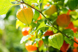 Image result for Lampionblume