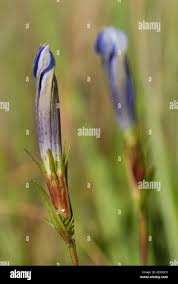 Attēlu rezultāti vaicājumam “Maculinea alcon eggs”