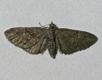 Attēlu rezultāti vaicājumam “Eupithecia pusillata”