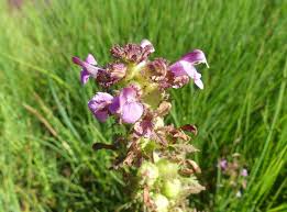 Attēlu rezultāti vaicājumam “Pedicularis palustris flower”