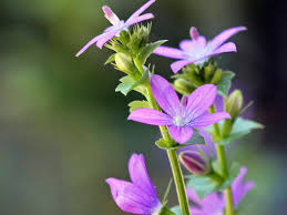 Attēlu rezultāti vaicājumam “Venusia blomeri”