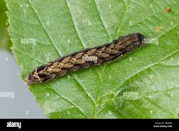 Attēlu rezultāti vaicājumam “Orthosia munda”