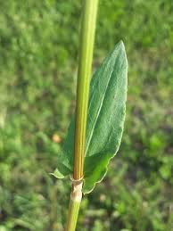 Attēlu rezultāti vaicājumam “Rumex thyrsiflorus”