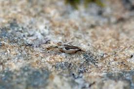 Attēlu rezultāti vaicājumam “Ancylis myrtillana”