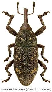 Attēlu rezultāti vaicājumam “Pissodes castaneus”