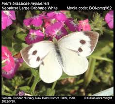 Attēlu rezultāti vaicājumam “Pieris brassicae female”