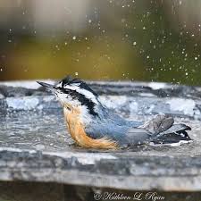 Image result for Sitta canadensis