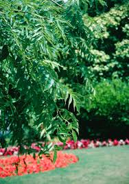 Attēlu rezultāti vaicājumam “Fraxinus excelsior Pendula”