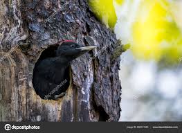 Attēlu rezultāti vaicājumam “Dryocopus martius”