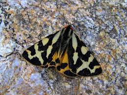 Attēlu rezultāti vaicājumam “Parasemia plantaginis”