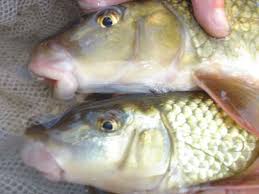 Image result for Moxostoma duquesnei