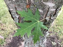 Attēlu rezultāti vaicājumam “Acer saccharinum”