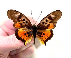 Attēlu rezultāti vaicājumam “Nymphalidae”