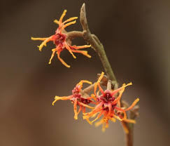 Attēlu rezultāti vaicājumam “Hamamelis vernalis”