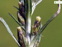 Attēlu rezultāti vaicājumam “Gnaphalium sylvaticum bud”