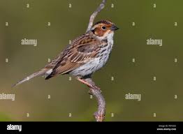 Image result for Emberiza pusilla