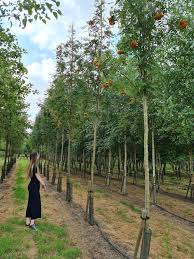 Attēlu rezultāti vaicājumam “Sorbus aucuparia”