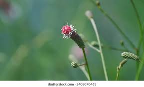 Attēlu rezultāti vaicājumam “Sanguisorba officinalis bud”