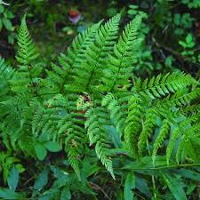 Attēlu rezultāti vaicājumam “Dryopteris carthusiana”