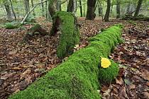 Attēlu rezultāti vaicājumam “Physaraceae”