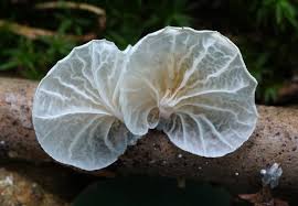 Attēlu rezultāti vaicājumam “Collaria arcyrionema young”