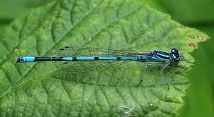 Attēlu rezultāti vaicājumam “Coenagrion puella male”