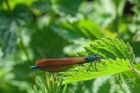 Attēlu rezultāti vaicājumam “Calopteryx virgo”