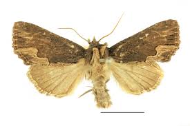 Attēlu rezultāti vaicājumam “Dypterygia scabriuscula”