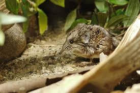 Attēlu rezultāti vaicājumam “Symphytocarpus trechisporus macro”