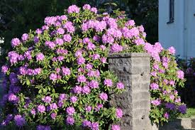 Attēlu rezultāti vaicājumam “Rhododendron catawbiense”