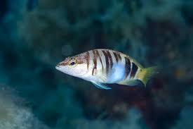 Image result for Serranus scriba