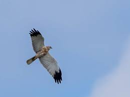 Attēlu rezultāti vaicājumam “Circus aeruginosus adult”