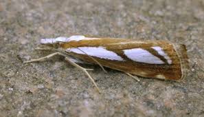 Attēlu rezultāti vaicājumam “Catoptria permutatellus”