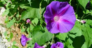 Image result for Ipomoea purpurea