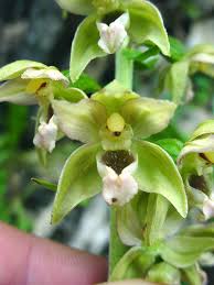 Attēlu rezultāti vaicājumam “Epipactis helleborine fruit”