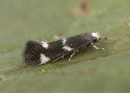 Attēlu rezultāti vaicājumam “Elachista maculicerusella”