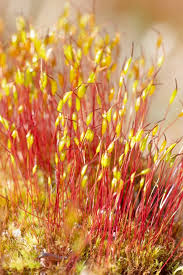 Attēlu rezultāti vaicājumam “Ceratodon purpureus sporophyte”