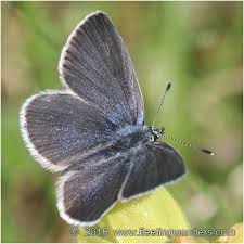 Attēlu rezultāti vaicājumam “Cupido minimus”