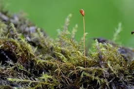 Attēlu rezultāti vaicājumam “Warnstorfia fluitans”